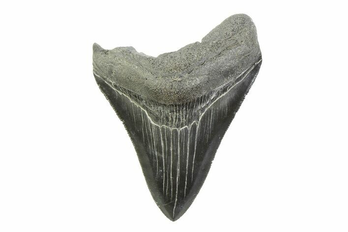 Serrated, Fossil Megalodon Tooth - South Carolina #341402